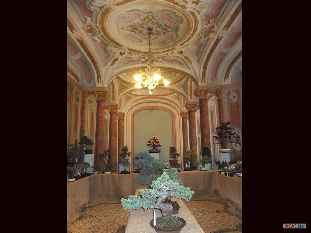 15- Mostra bonsai
