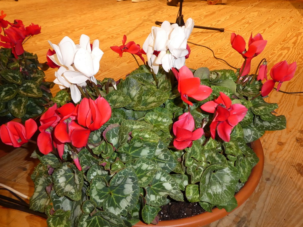 12- bianco- rosso -verde